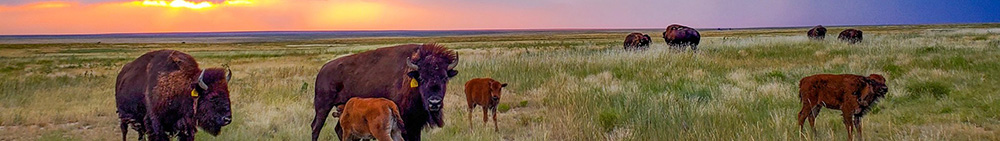 eastern plains bison herd